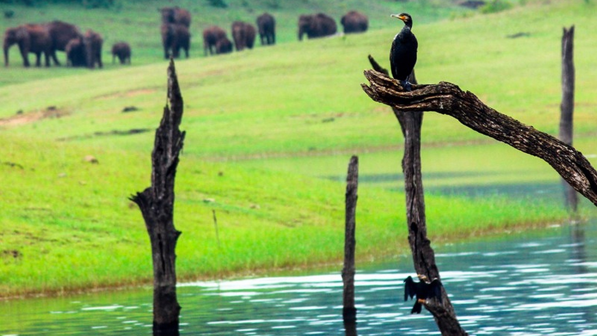 top-5-reasons-to-go-for-a-trekking-tour-in-thekkady