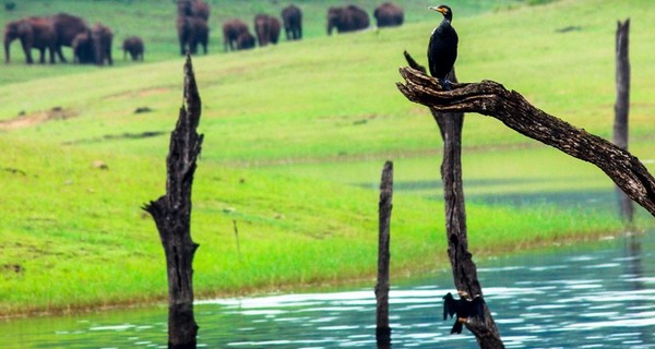 top-5-reasons-to-go-for-a-trekking-tour-in-thekkady