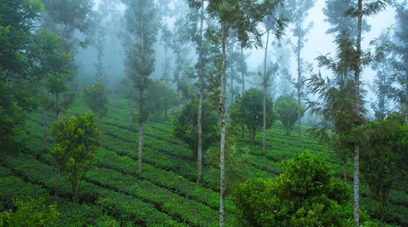 munnar-treehouse-package