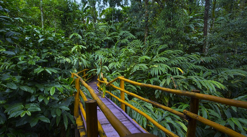 munnar-treehouse-package